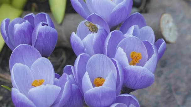 Bees Pollinate Crocus Flowers Sunny Spring Day Close Video Blackmagic — Stock Video