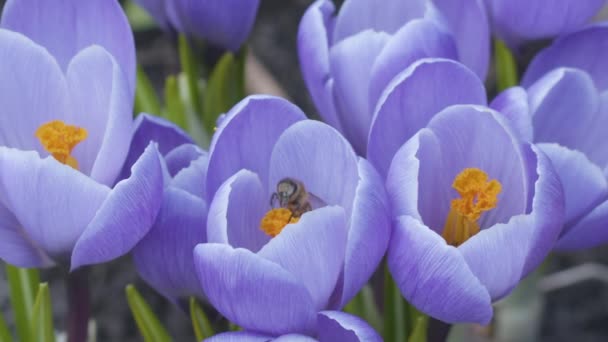 Abelhas Polinizam Flores Croco Dia Ensolarado Primavera Vídeo Próximo Blackmagic — Vídeo de Stock
