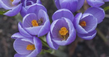 Arılar güneşli bir bahar gününde polen saçar, video kapanıyor. Blackmagic Sinema 6K Kamera.