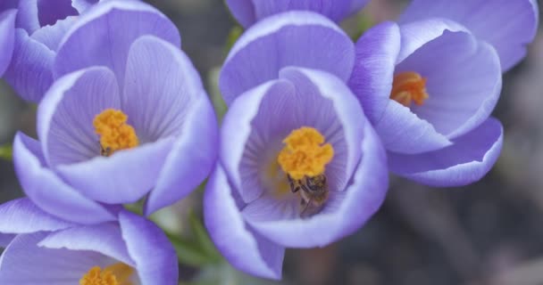 Abelhas Polinizam Flores Croco Dia Ensolarado Primavera Vídeo Próximo Blackmagic — Vídeo de Stock