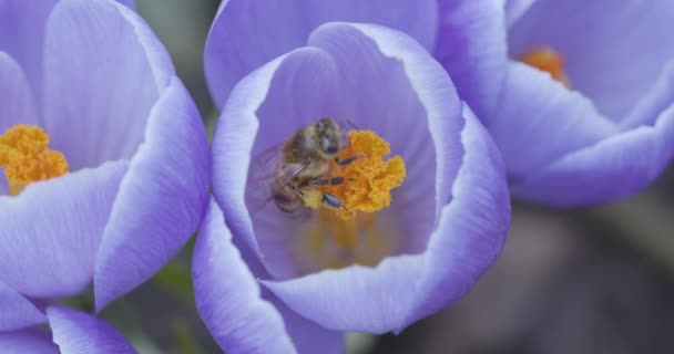 Abelhas Polinizam Flores Croco Dia Ensolarado Primavera Vídeo Próximo Blackmagic — Vídeo de Stock