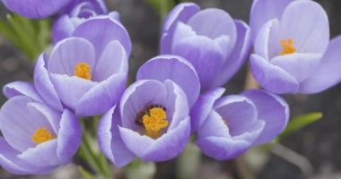 Arılar güneşli bir bahar gününde polen saçar, video kapanıyor. Blackmagic Sinema 6K Kamera.