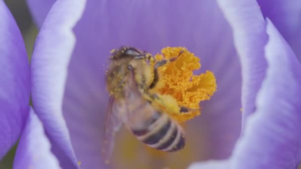 Bijen Bestuiven Krokusbloemen Een Zonnige Lentedag Sluit Video Zwarte Magie — Stockvideo