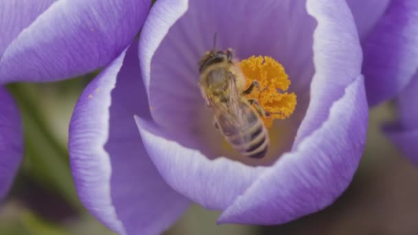 Les Abeilles Pollinisent Les Fleurs Crocus Par Une Journée Ensoleillée — Video