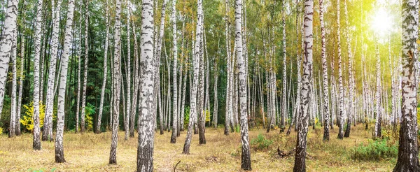 Vacker Höstbjörkskog Färgglada Ljusa Bark Vit Björk Träd Över Gult — Stockfoto