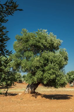 Ön planda eski bir zeytin ağacı olan Akdeniz zeytinliği.