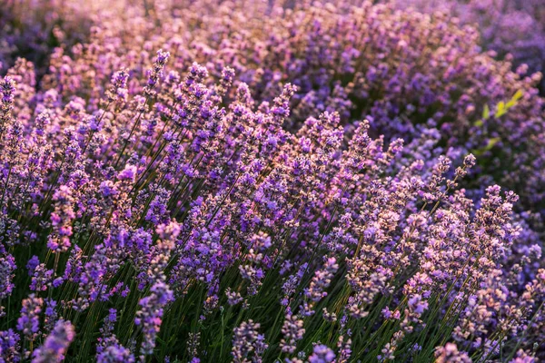 Färgglada Blommande Lavandula Eller Lavendel Fält Gryningen Ljus Lätt Morgondimma — Stockfoto