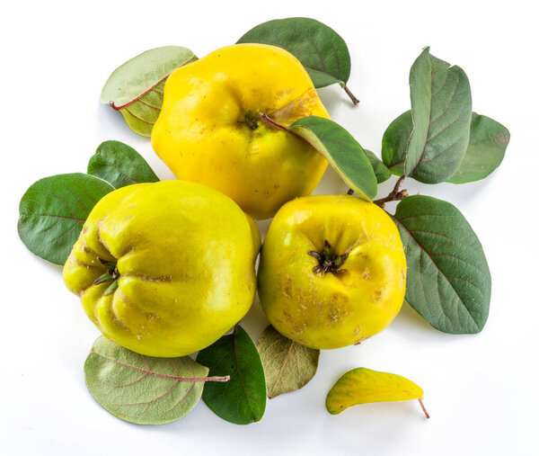 Ripe golden yellow quince fruits isolated on white background. Small group of fruits with leaves.