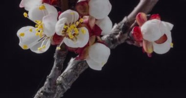 Bahar çiçekleri. Kayısıdaki kayısı çiçekleri siyah arka planda dallar açar.