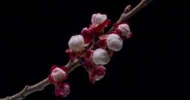 Bahar çiçekleri. Kayısıdaki kayısı çiçekleri siyah arka planda dallar açar.