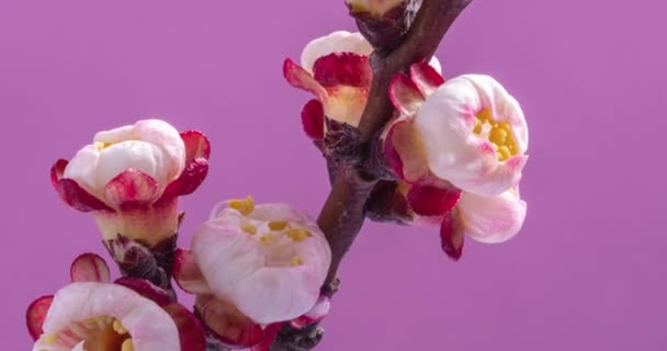 Frühlingsblumen Aprikosenblüten Auf Einem Aprikosenzweig Blühen Auf Rosa Hintergrund — Stockvideo