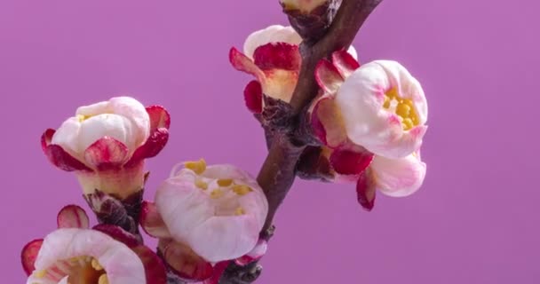 Fiori Primaverili Fiori Albicocca Ramo Albicocche Fioriscono Uno Sfondo Rosa — Video Stock