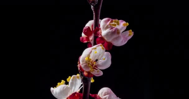 Fleurs printanières. Fleurs d'abricot sur une branche d'abricot fleurissent sur un fond noir, tourner dans le sens des aiguilles d'une montre.