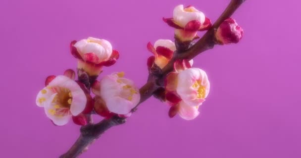 Весняні Квіти Квіти Абрикосів Гілці Абрикосів Розквітають Рожевому Фоні — стокове відео