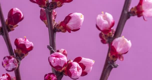 Spring flowers. Apricot flowers on an apricots branch blossom on a pink background. — Stock Footage Spring Flowers Apricot Flowers Apricots Branch Blossom Pink Background Stock Footage