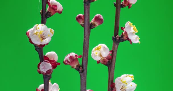Стоковые Видео Sakura Chromakey ⬇ Скачать Футажи Sakura Chromakey.
