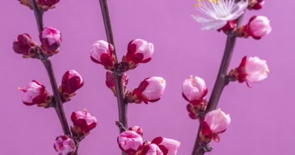 Flores Primavera Flores Damasco Uma Flor Ramo Damascos Contexto Rosa — Vídeo de Stock