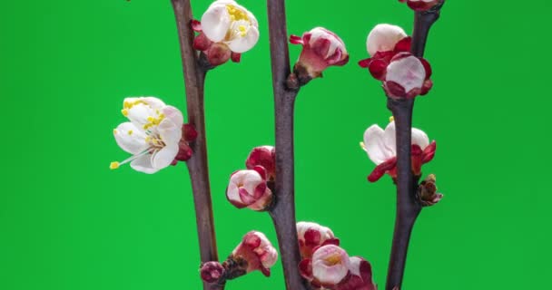 Frühlingsblumen Aprikosenblüten Auf Einem Aprikosenzweig Blühen Auf Grünem Hintergrund Mehrfachbelichtung — Stockvideo