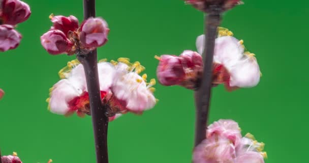 Fiori Primaverili Fiori Albicocca Ramo Albicocche Fioriscono Uno Sfondo Verde — Video Stock