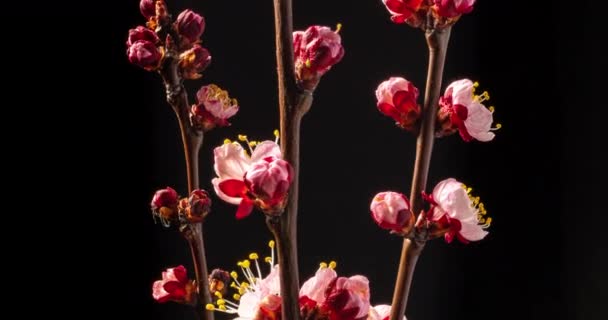 春の花 黒の背景にアプリコットの枝にアプリコットの花を咲かせ 時計回りにねじれ — ストック動画