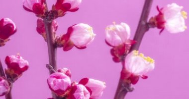 Bahar çiçekleri. Kayısı çiçekleri, kayısı dalları, pembe arka planda çiçek açar..