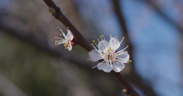 杏树枝上的杏花开在自然的背景上 — 图库视频影像