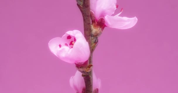 Весенние Цветы Персиковые Цветы Цветущей Персиковой Ветке Розовом Фоне — стоковое видео