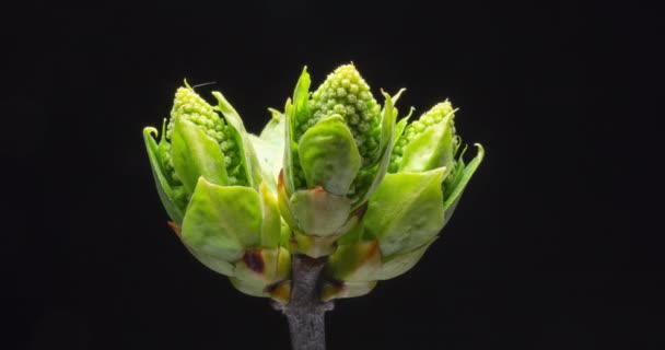 Les Pousses Tendres Vertes Lilas Poussent Augmentent Taille Time Lapse — Video