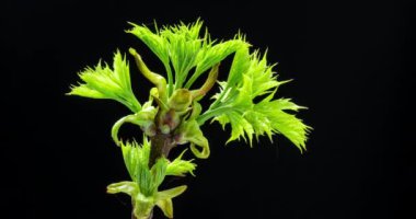 Yeşil akçaağaç filizleri büyür ve büyür. Yaprak biti kolonileri ona saldırdı. Siyah arkaplanda zaman aşımı videosu.