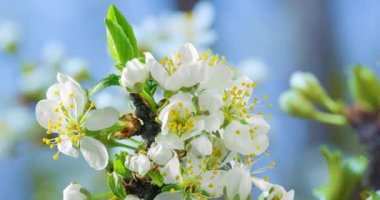 Bahar çiçekleri. Eriklerin üzerindeki erik çiçekleri doğal bir arka planda çiçek açar. Zaman Hızı videosu.