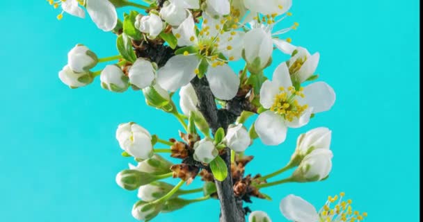 Spring Flowers Plum Flowers Plums Branch Blossom Blue Background Time — Stock Video