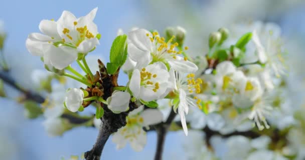 Frühlingsblumen Pflaumenblüten Auf Einem Pflaumenzweig Blühen Auf Einem Naturhintergrund Zeitraffer — Stockvideo