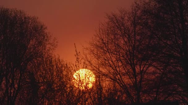 Sol Vermelho Pôr Sol Entre Ramos Das Árvores Aproximando Objeto — Vídeo de Stock