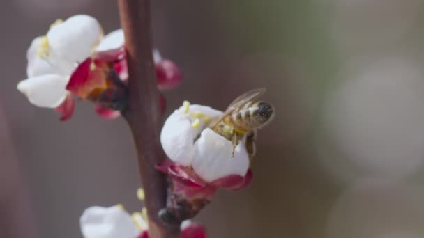 Flores Primavera Dia Ensolarado Abelha Polinizar Flores Damasco Damasco Árvore — Vídeo de Stock