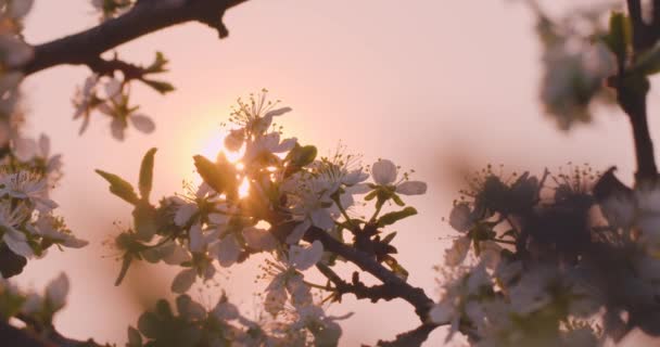 春の花 梅の枝に梅の花をピンクの夕日に対して咲かせます — ストック動画