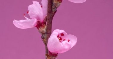 Bahar çiçekleri. Şeftali dalındaki şeftali çiçekleri pembe arka planda çiçek açar..