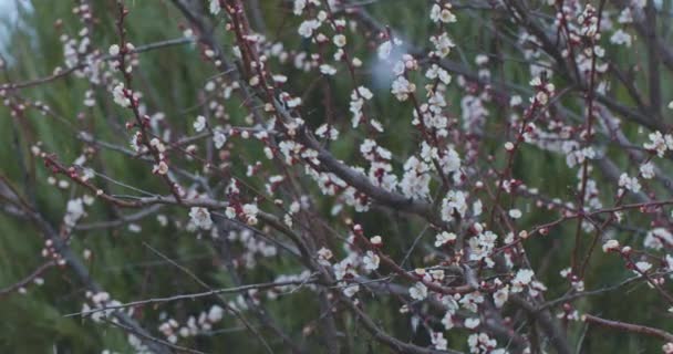 Weather Metamorphoses Snowing Flowering Apricot Branches Outdoor — Stock Video