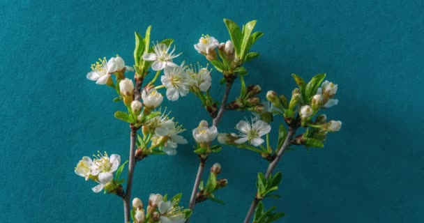 Voorjaarsbloemen Pruimenbloemen Een Pruimentak Bloeien Een Blauwe Achtergrond Time Lapse — Stockvideo