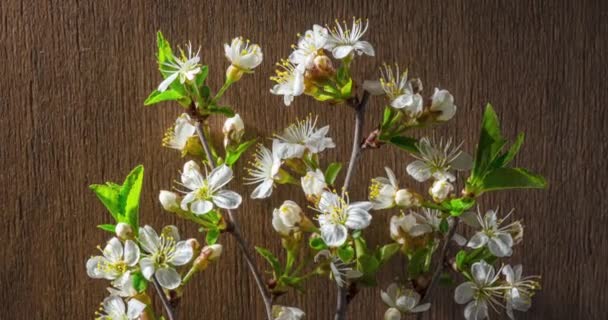 Frühlingsblumen Kirschblüten Auf Einem Kirschzweig Blühen Auf Einem Hölzernen Hintergrund — Stockvideo