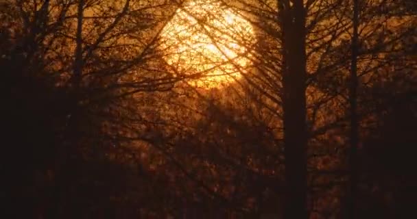 木々の枝の間の日没時の赤い太陽 — ストック動画