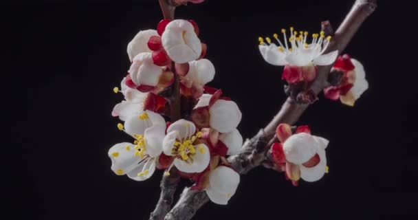 Bahar Çiçekleri Kayısıdaki Kayısı Çiçekleri Siyah Arka Planda Dallar Açar — Stok video