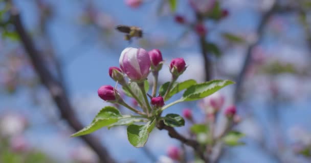 Flores Primavera Flores Manzana Una Rama Ciruelas Florecen Sobre Fondo — Vídeos de Stock