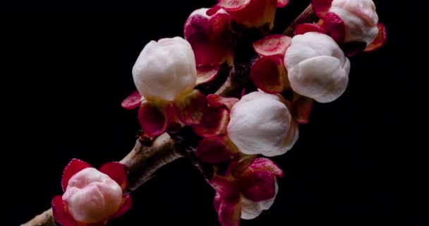 Frühlingsblumen Aprikosenblüten Auf Einem Aprikosenzweig Blühen Auf Schwarzem Hintergrund — Stockvideo