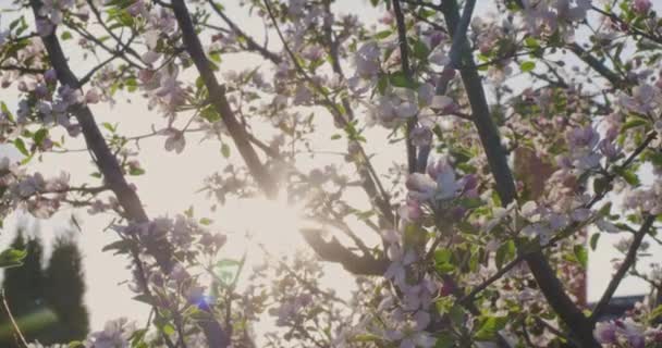 Весенние Цветы Цветки Сливы Сливах Цветут Фоне Розового Заката — стоковое видео