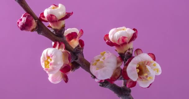 Fiori Primaverili Fiori Albicocca Ramo Albicocche Fioriscono Uno Sfondo Rosa — Video Stock