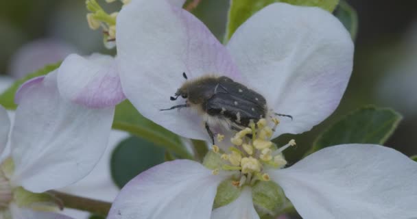 Insectenkever Pest Beweegt Bloem Van Een Appelboom — Stockvideo