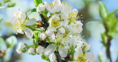 Bahar çiçekleri. Eriklerin üzerindeki erik çiçekleri doğal bir arka planda çiçek açar. Zaman Hızı videosu.