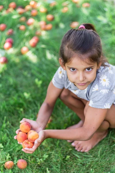 Flickan Håller Mogna Aprikoser Aprikosträdet Sommaren — Stockfoto