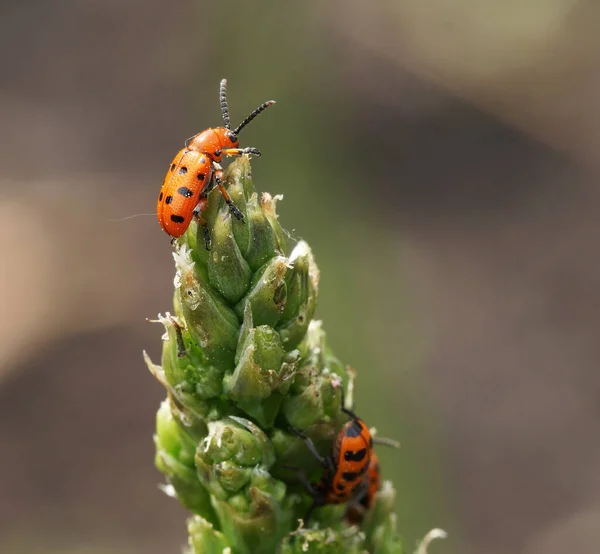 アスパラガスの芽の上にアスパラガスのカブトムシを発見しました アスパラガス作物の主な害虫 — ストック写真