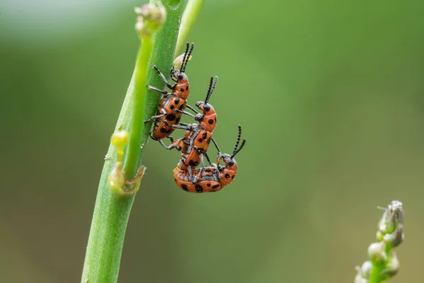 アスパラガスの芽の上にアスパラガスのカブトムシを発見しました アスパラガス作物の主な害虫 — ストック写真